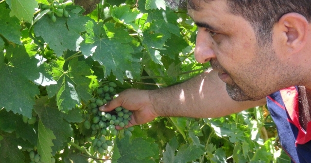Gercüşte Çiftçilere Eğitim