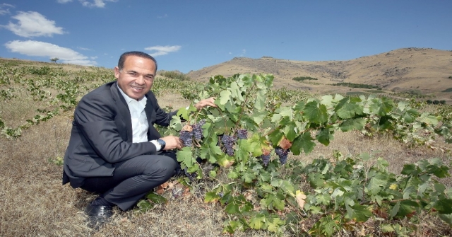 Saimbeyli Ve Pozantı Yeniden Üzüm Diyarı Oluyor