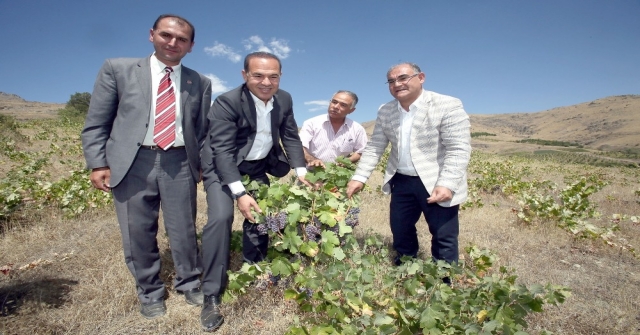 Saimbeyli Ve Pozantı Yeniden Üzüm Diyarı Oluyor