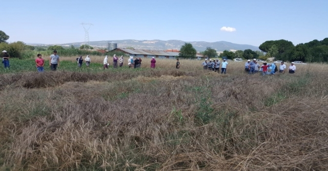 Gördesde Yerel Buğday Projesi Kapsamında Hasat Yapıldı