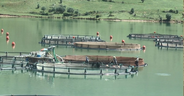 Giresunda Baraj Göllerinde Balık Üretimi Yaygınlaşıyor