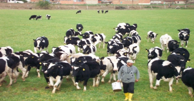 Ödemiş Sütü 649 Milyonluk İşlem Hacmiyle Birinci