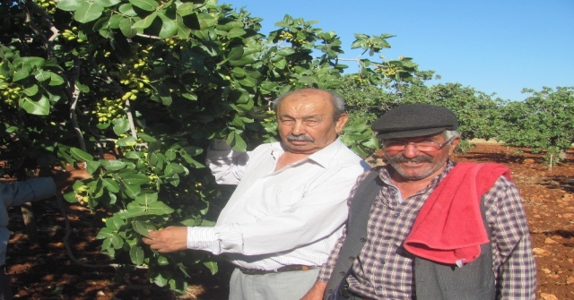 Arabanlı Fıstık Üreticilerinin Yüzü Yüksek Rekolte İle Gülecek