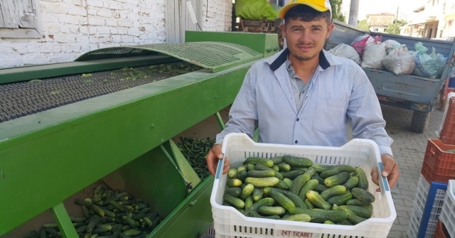 Turşuluk Salatalık Üreticisi Yeni Ürün Arayışında