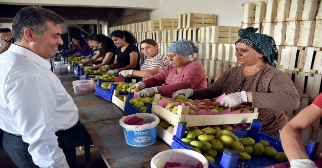 Taze İncirin Başkentinde Hasat Erken Başladı