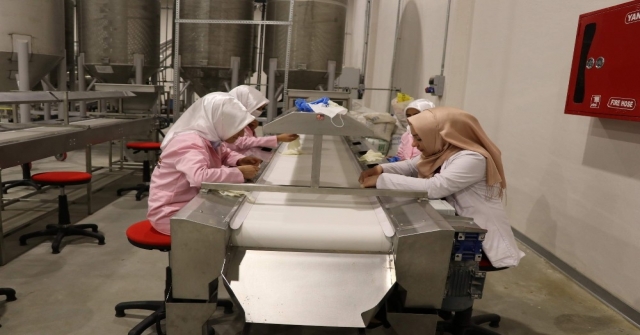 Siirtten Katar Ve Kuveyte Fıstık İhraç Edilecek