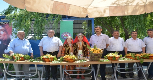 Kahramanmaraşta Kayısı Tarla Günü