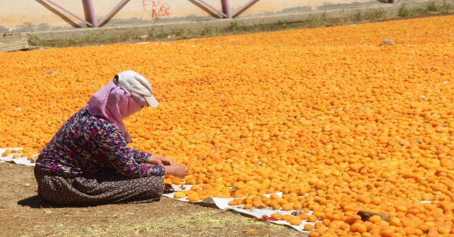 Kayısı, Kadınlar İçin İş Kapısı Oldu