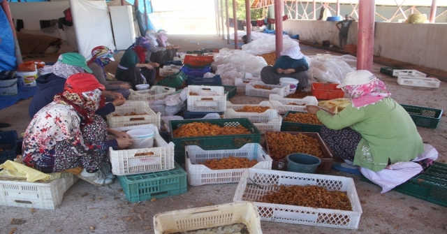 Kayısı, Kadınlar İçin İş Kapısı Oldu