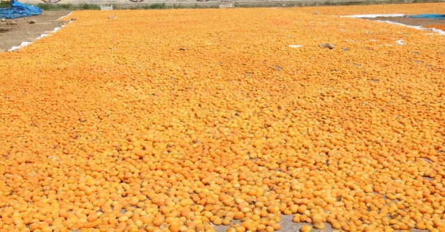 Kayısı, Kadınlar İçin İş Kapısı Oldu