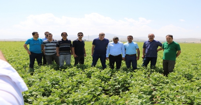 Niğdede Barbunya Ekimi Yapıldı