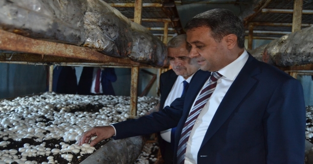 Vali Şıldak: “Altınyaylada Günde 20 Tom Mantar Yetiştiriliyor”