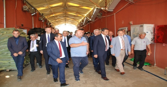 Vali Şıldak: “Altınyaylada Günde 20 Tom Mantar Yetiştiriliyor”