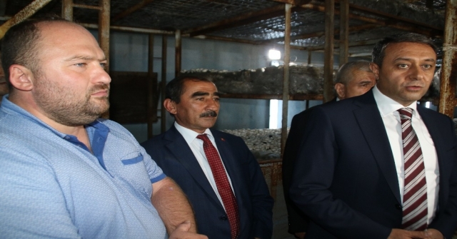 Vali Şıldak: “Altınyaylada Günde 20 Tom Mantar Yetiştiriliyor”