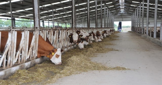 Örnek Köyde Günde 800 Litre Süt Üretiyorlar