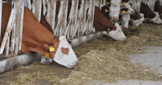 Örnek Köyde Günde 800 Litre Süt Üretiyorlar