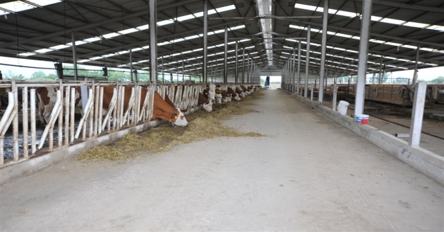 Örnek Köyde Günde 800 Litre Süt Üretiyorlar
