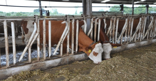 Örnek Köyde Günde 800 Litre Süt Üretiyorlar