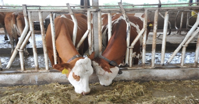 Örnek Köyde Günde 800 Litre Süt Üretiyorlar