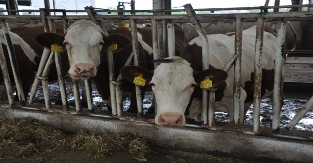 Örnek Köyde Günde 800 Litre Süt Üretiyorlar