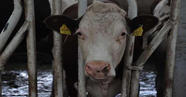 Örnek Köyde Günde 800 Litre Süt Üretiyorlar