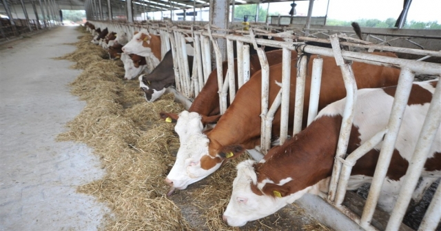 Örnek Köyde Günde 800 Litre Süt Üretiyorlar