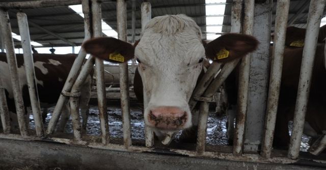 Örnek Köyde Günde 800 Litre Süt Üretiyorlar