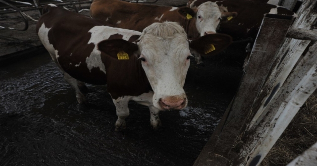 Örnek Köyde Günde 800 Litre Süt Üretiyorlar