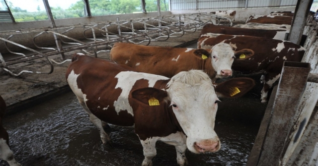 Örnek Köyde Günde 800 Litre Süt Üretiyorlar