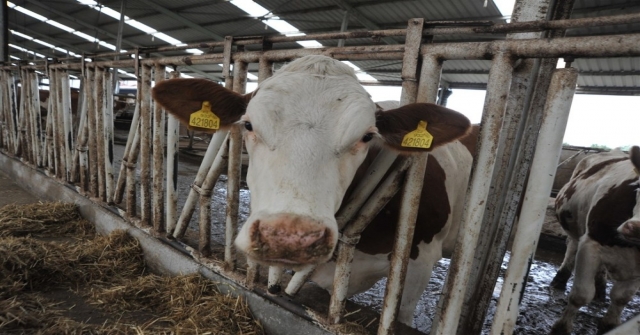 Örnek Köyde Günde 800 Litre Süt Üretiyorlar