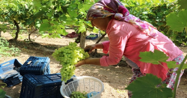 Sultaniye Üzümünde Sezon Açıldı