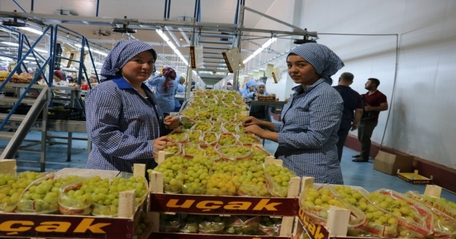Sultaniye Üzümünde Sezon Açıldı