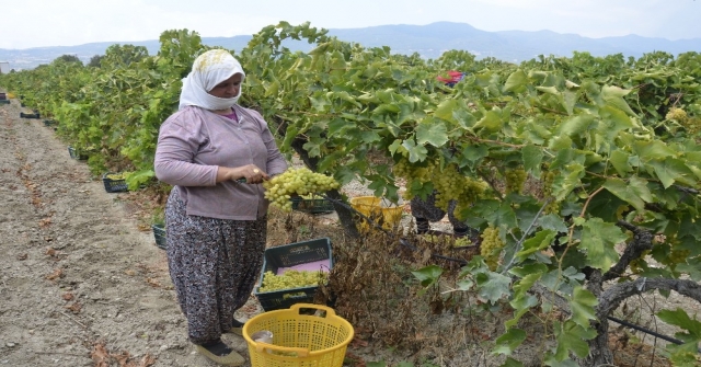 (Özel) Çekirdeksiz Üzümün Türkiyedeki İlk Hasadı Buldanda Başladı
