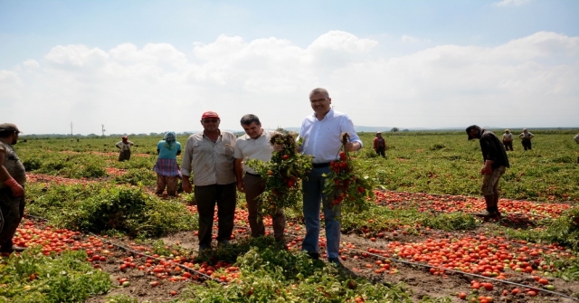 Karacabey Ovasında Domates Hasadı Başladı