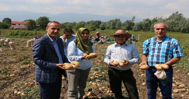 Bolu, Patates Hasatı Başladı