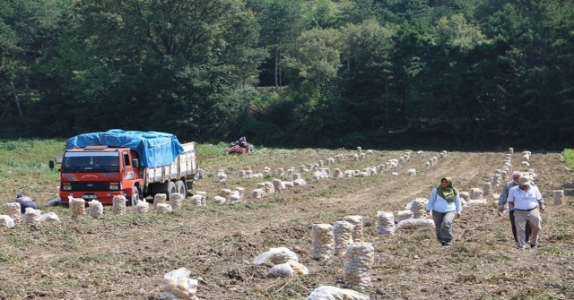 Bolu, Patates Hasatı Başladı