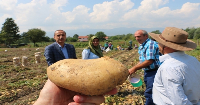 Bolu, Patates Hasatı Başladı