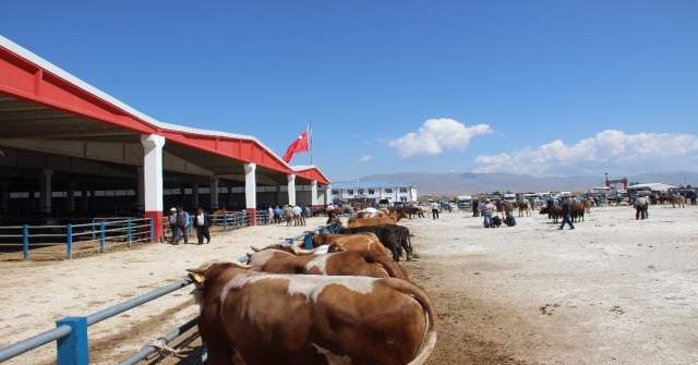 Erzurumdan Batıya Kurban Sevkiyatı Başladı