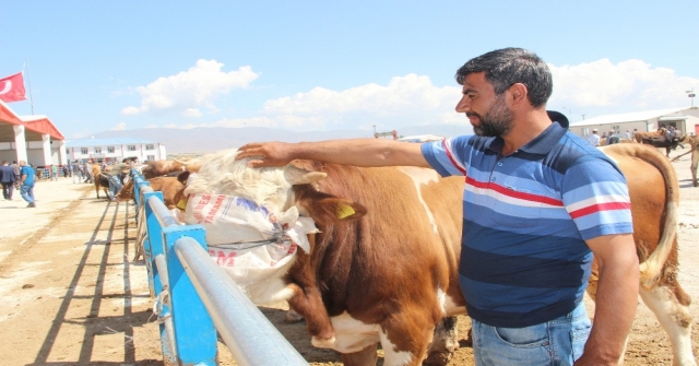 Erzurumdan Batıya Kurban Sevkiyatı Başladı