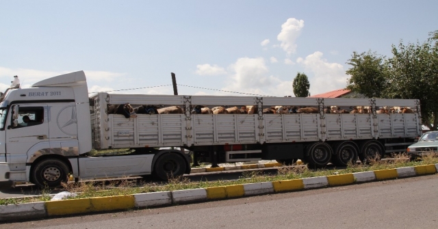 Batıya Kurban Sevkiyatı Başladı