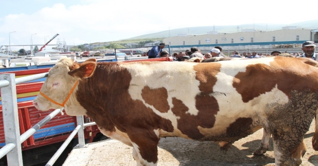 Batıya Kurban Sevkiyatı Başladı