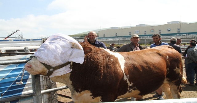 Batıya Kurban Sevkiyatı Başladı