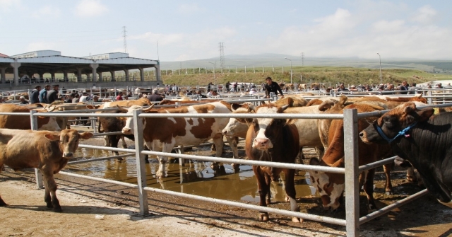 Batıya Kurban Sevkiyatı Başladı