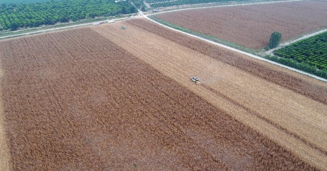 Adana'da mısır hasadı başladı