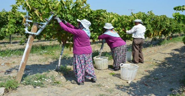 Manisa'da kuru üzüm için hasat