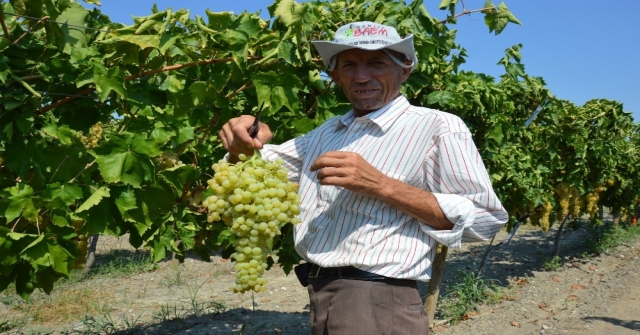 Manisa'da kuru üzüm için hasat