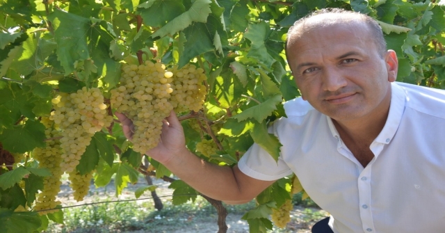 Manisa'da kuru üzüm için hasat