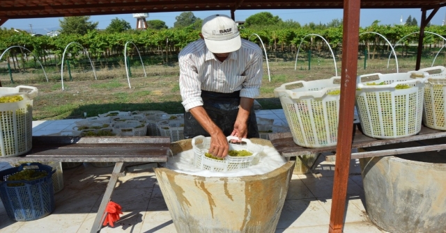 Manisa'da kuru üzüm için hasat