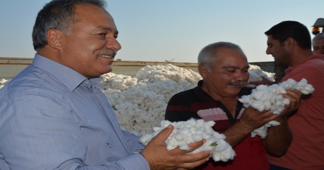 Söke'de ilk pamuk 60 TL'den satıldı