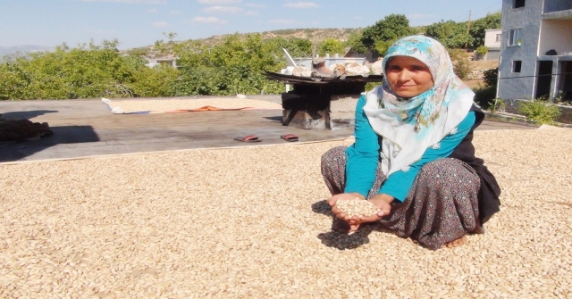 Silifkede Çilek Üreticileri Antep Fıstığına Yöneldi